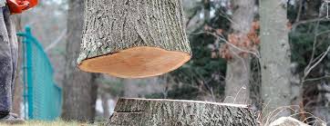Best Tree Removal  in Monticello, GA