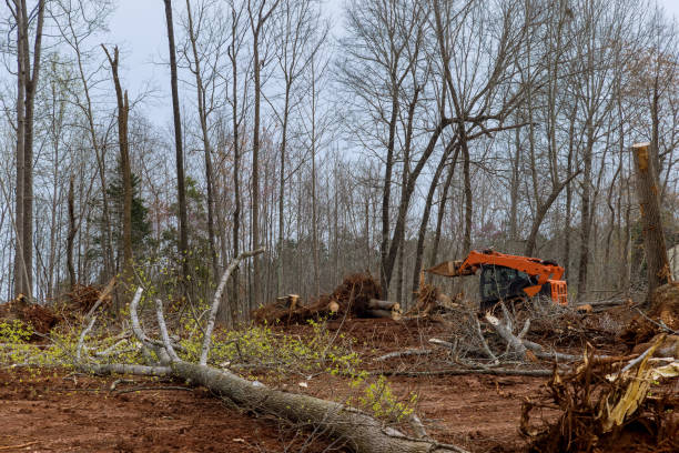 Professional Tree Care in Monticello, GA