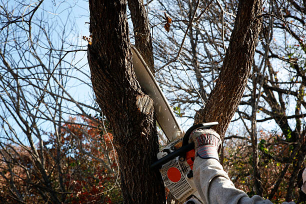 Best Leaf Removal  in Monticello, GA