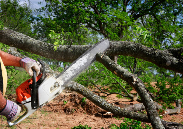Best Lawn Watering Services  in Monticello, GA